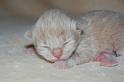 Qian, 7 Tage alt